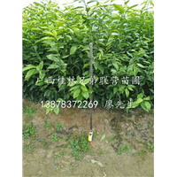 广西桂林沃柑苗Q桂林沃柑苗批发Q桂林沃柑果苗基地 