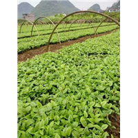 广西出售桂花芽苗、广西桂花芽苗价格、哪里有桂花芽苗卖 
