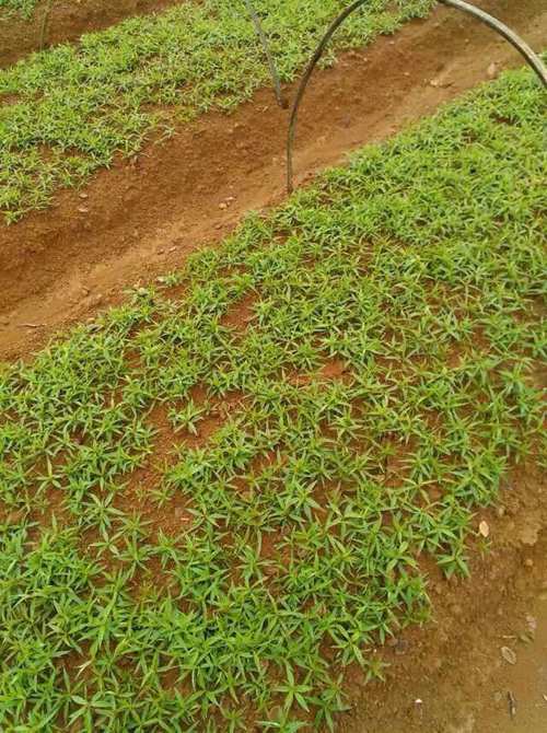 广西毛桃芽苗供应、广西批发毛桃芽苗