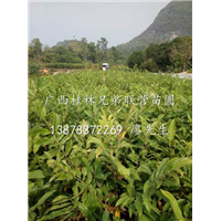 出售没嫁接的板栗苗、广西阳朔优质板栗苗 