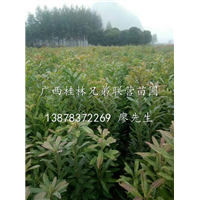 供应广西桂林杨梅小苗/东魁杨梅苗 