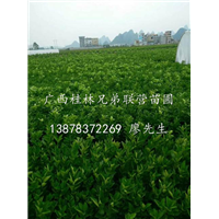 优质纽荷尔脐橙苗@广西纽荷尔脐橙苗@广西阳朔纽荷尔脐橙苗基地 