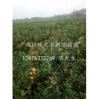 金桔苗批发/桂林金桔苗/桂林金桔苗基地 