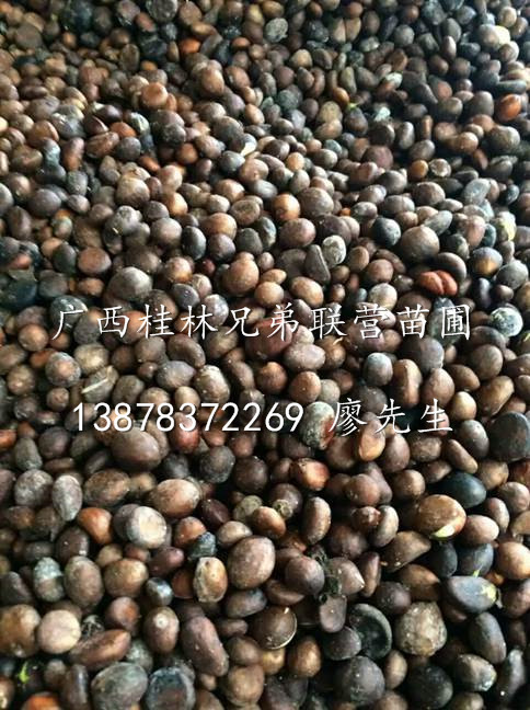 桂林枇杷种子/出售枇杷种子/广西桂林枇杷种子销售 