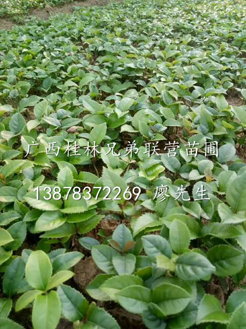 广西桂花小苗—广西桂花芽苗—广西桂林桂花苗基地 