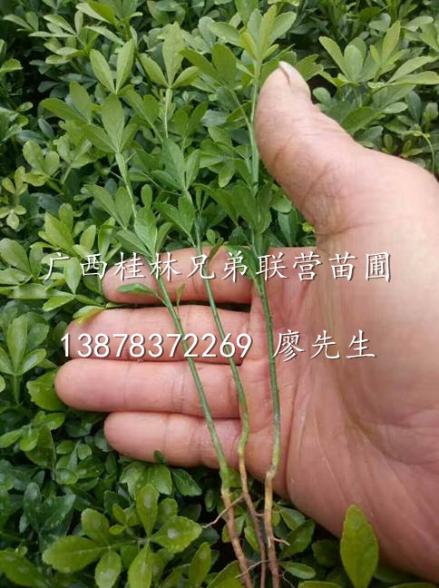 广西枳壳苗、桂林枳壳苗出售、广西桂林砧木用的枳壳苗 