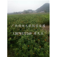 广西金桔苗@批发大量金桔苗@广西桂林自家苗圃金桔苗 