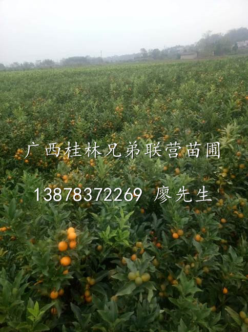 金桔苗批发/桂林金桔苗/桂林金桔苗基地 