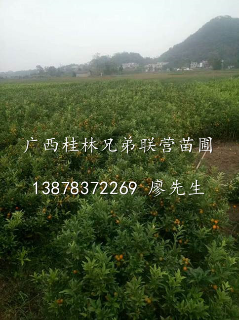 广西金桔苗大量供应，广西金桔苗出售，广西带果金桔苗批发 