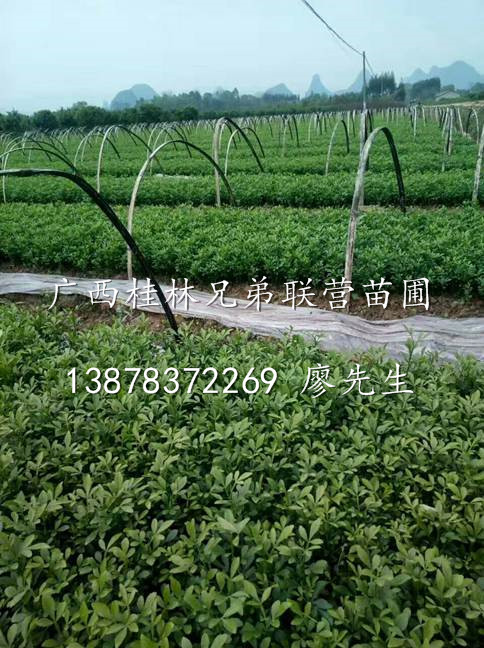 供应枳壳苗/广西哪里有枳壳苗出售/枳壳苗价格 