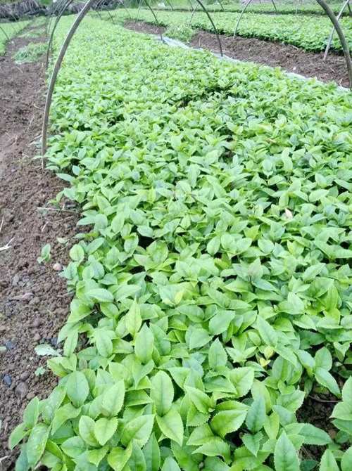 桂林桂花芽苗基地、桂林桂花芽苗、桂林桂花芽苗批发 