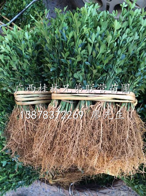 嫁接用枳壳苗出售、广西枳壳苗出售、广西枳壳苗批发供应基地 