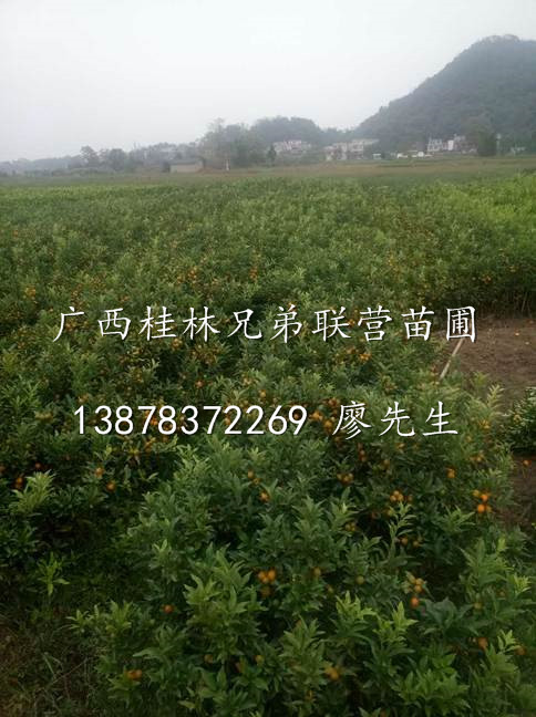 广西金桔苗@批发大量金桔苗@广西桂林自家苗圃金桔苗 
