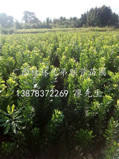 出售杨梅苗、广西杨梅苗、广西桂林嫁接杨梅苗 