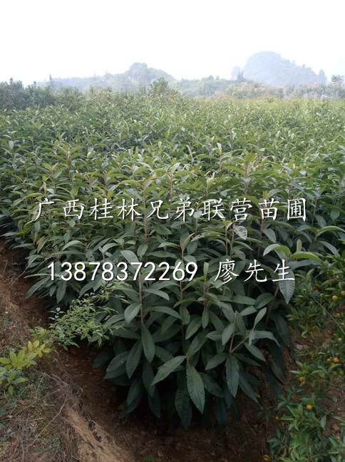 广西水果嫁接粘木-枇杷苗-广西桂林枇杷苗 
