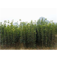 批发桂花苗、广西桂花苗、广西桂林大量供应桂花苗 