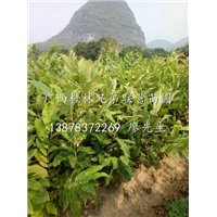 板栗苗出售/桂林板栗苗/桂林板栗苗批发基地 
