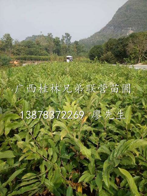 出售没嫁接的板栗苗、广西阳朔优质板栗苗 