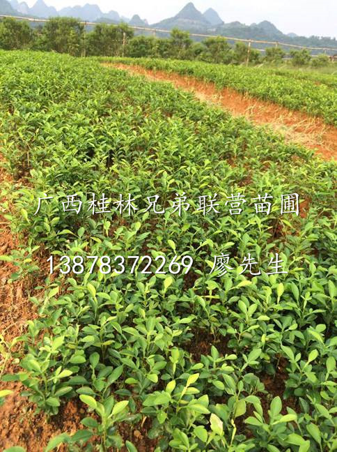 桂林香橙苗-香橙粘木出售-广西桂林香橙苗出售 