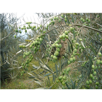 甘肃油橄榄树苗 