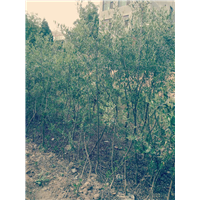 甘肃油橄榄苗种植
