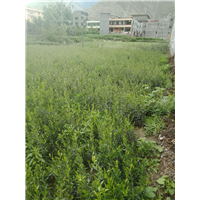 油橄榄树苗 