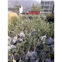 成都油橄榄苗价格