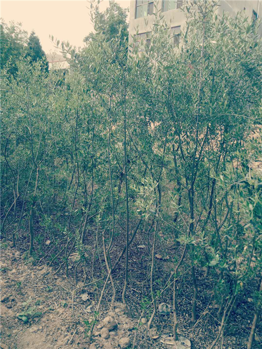 甘肃油橄榄苗种植