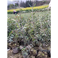 成都油橄榄种植基地