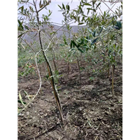 重庆油橄榄批发基地