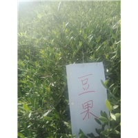 甘肃油橄榄树苗 