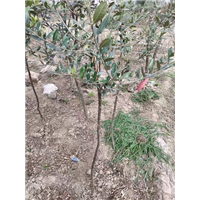 成都油橄榄苗
