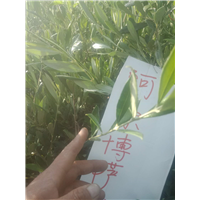 甘肃油橄榄树苗 