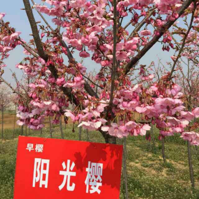 山东阳光樱 