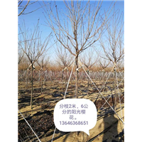 阳光樱花 