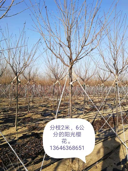 阳光樱花 