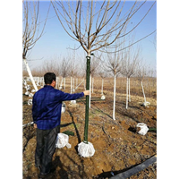 山东高杆樱花！（赵建新 13646368651 