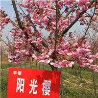 山东阳光樱 