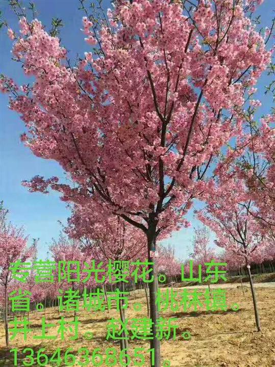 山东阳光樱花 