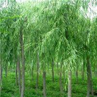山东旱柳 