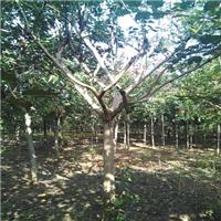 山东紫薇 