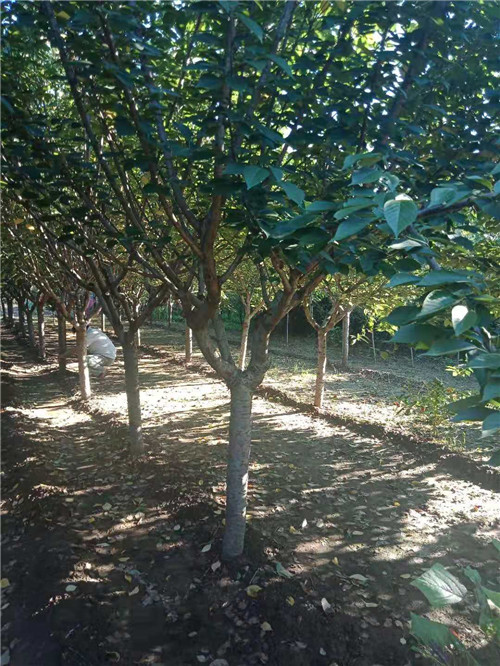 山东樱花树-山东优质樱花批发