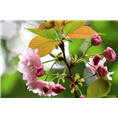 山东日本晚樱出售|日本晚樱价格|