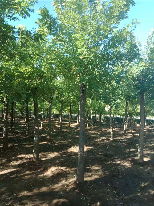 山东香花槐|山东香花槐种植
