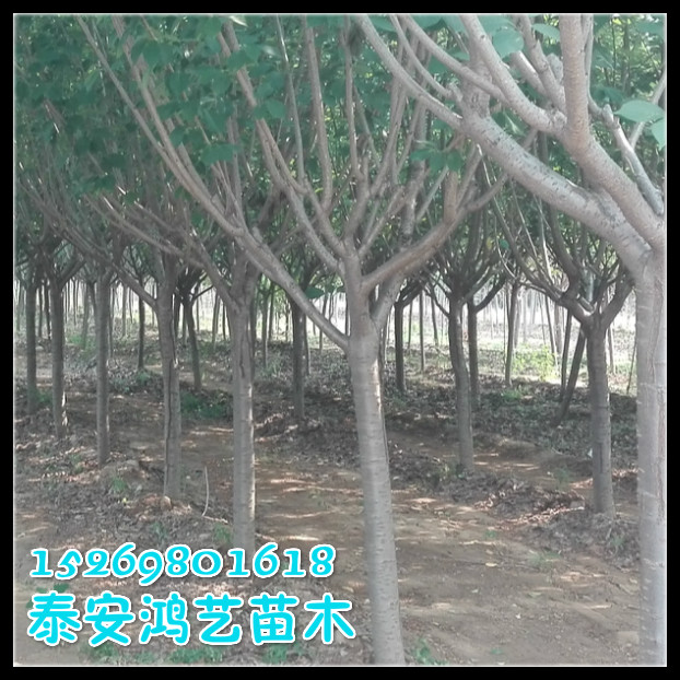 山东12公分樱花 