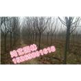 泰安樱花+5公分樱花-6公分樱花+樱花价格