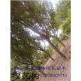 山东樱花￥12公分樱花￥樱花批发