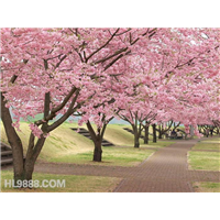 山东樱花批发【印象中的樱花】