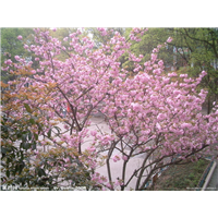 山东樱花出售●◎美到醉人的樱花