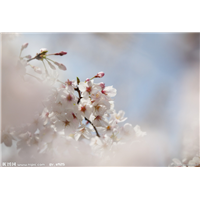 山东樱花出售，【他人眼中的樱花】